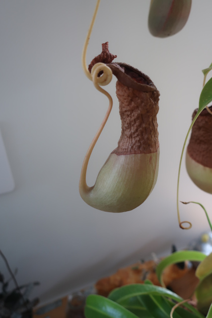 Shriveled pitcher